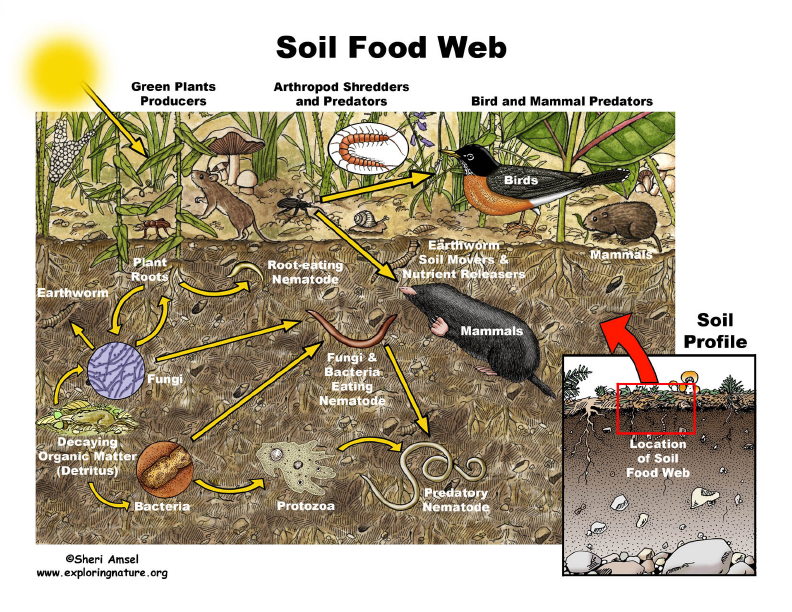 soil food web